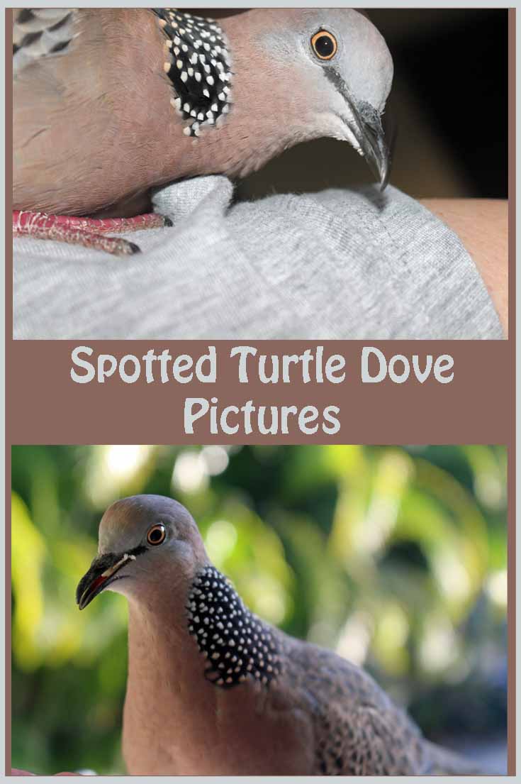 Spotted Turtle Dove Pictures