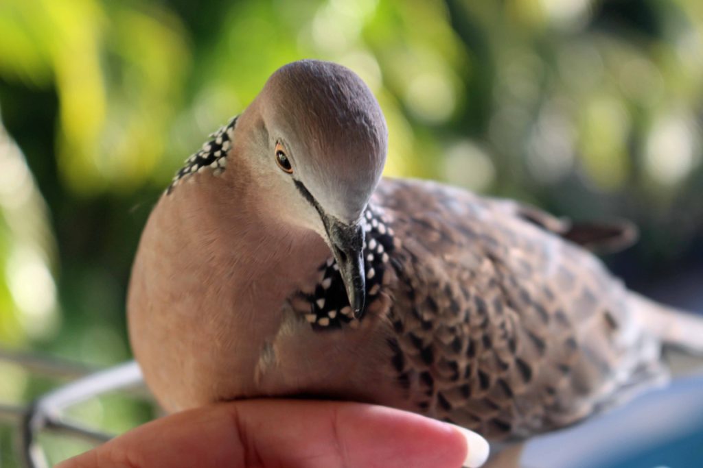spotted turtle dove photo