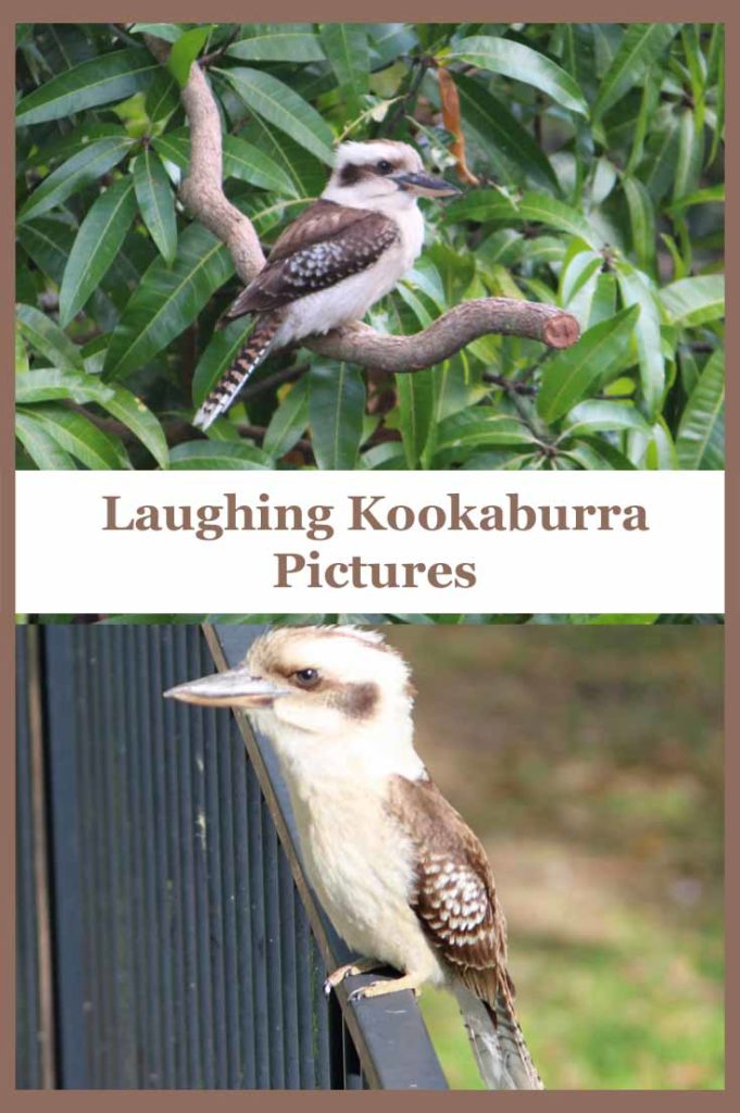 Laughing Kookaburra pictures